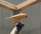 Kanarienvogel männchen